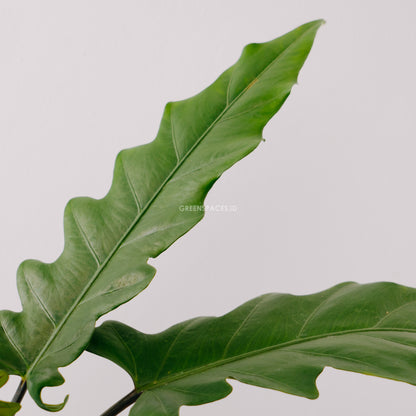 Alocasia lautherbachiana_Front Of Leaf