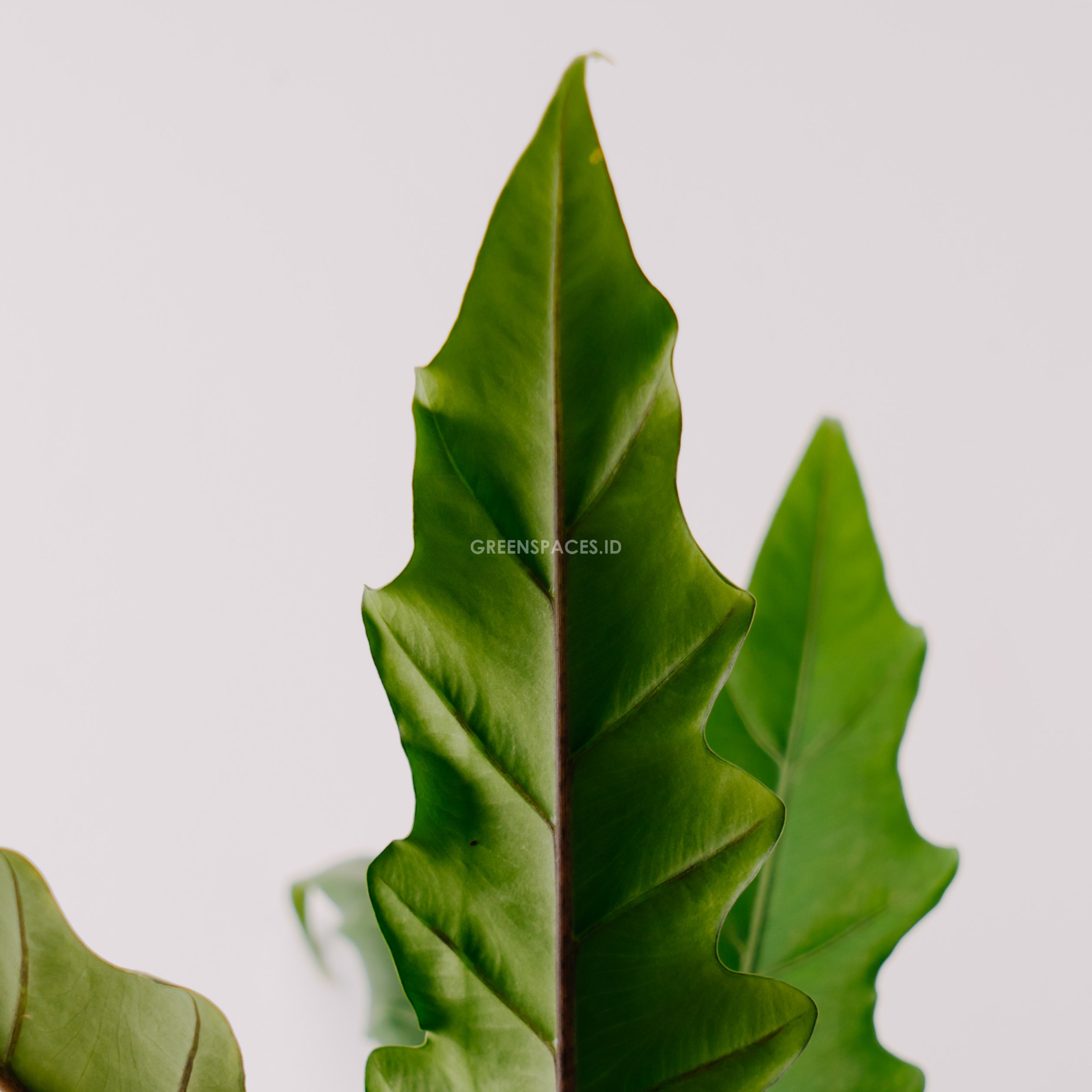 Alocasia lautherbachiana_Rear OF Leaf