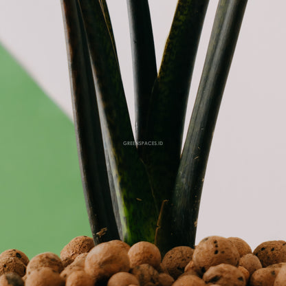 Alocasia lautherbachiana_Stem