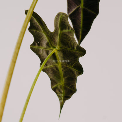 Alocasia Parasol
