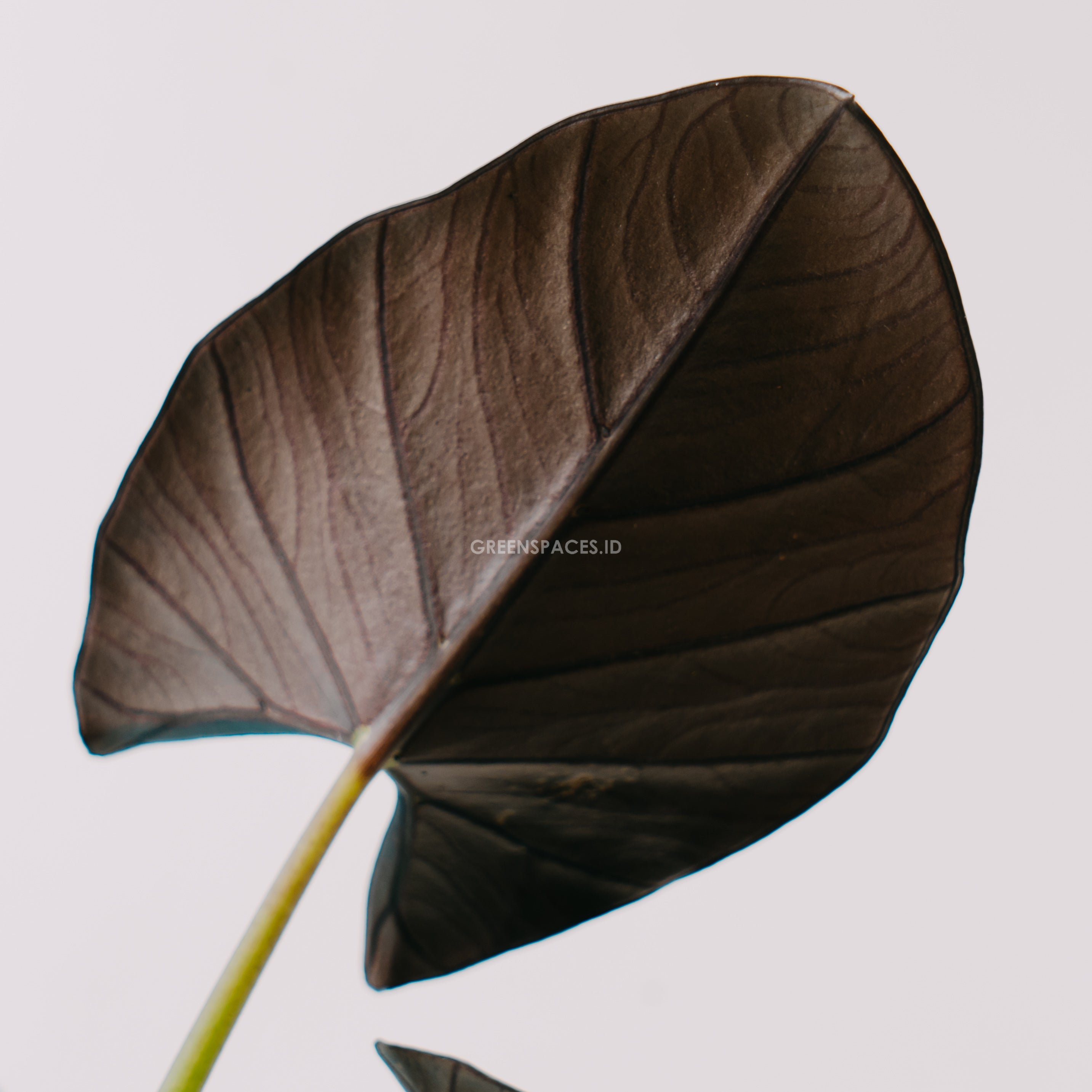 Alocasia reginae_Rear Of Leaf