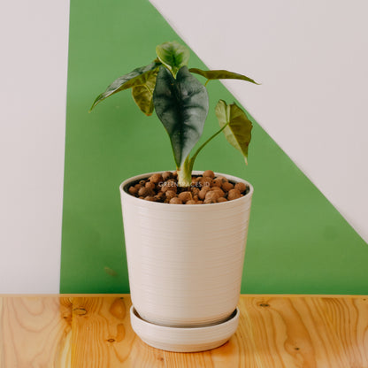 Alocasia reversa sp borneo