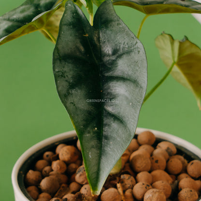 Alocasia reversa sp borneo_Front Of Leaf