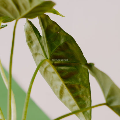 Alocasia reversa sp borneo_Rear Of Leaf