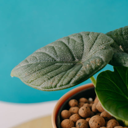 Alocasia rhino skin_Front Of Leaf