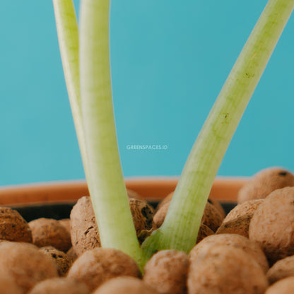Alocasia rhino skin_Stem