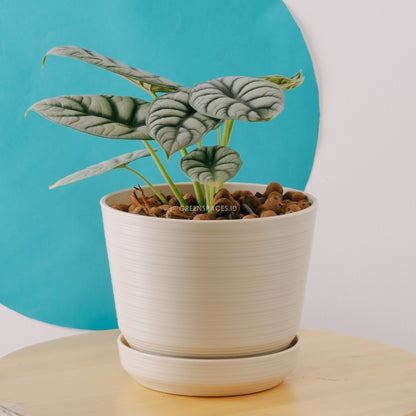 Alocasia Silver Dragon - Greenspaces.id