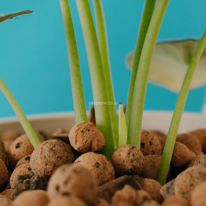 Alocasia Silver Dragon - Greenspaces.id
