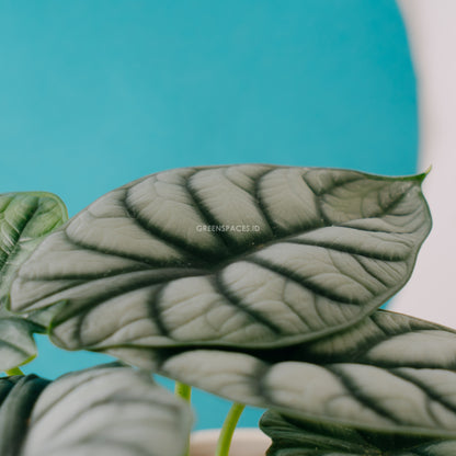 Alocasia Silver Dragon - Greenspaces.id