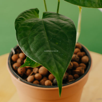 Amydrium Schoot - Greenspaces.id