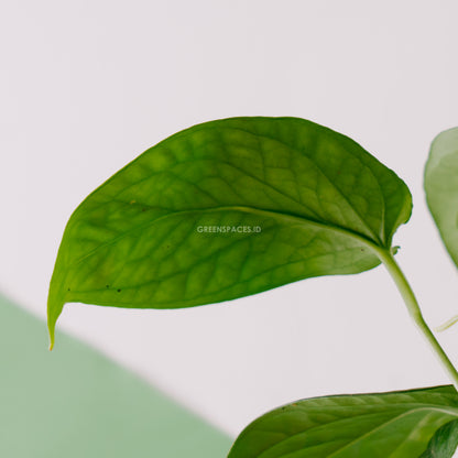 Amydrium Schoot - Greenspaces.id