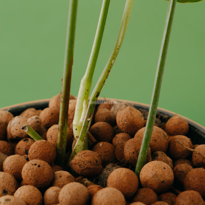 Amydrium Schoot - Greenspaces.id