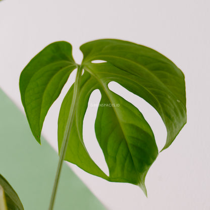 Amydrium Silver - Greenpaces.id