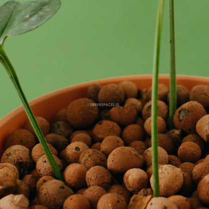 Amydrium Silver - Greenpaces.id