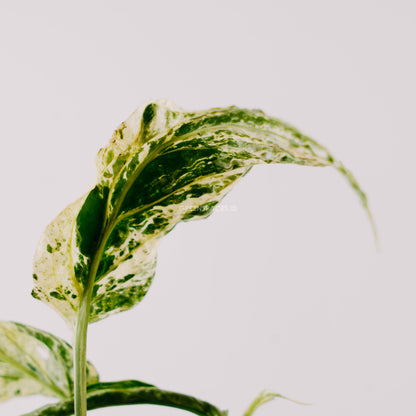 Amydrium Variegated - Greenspaces.id