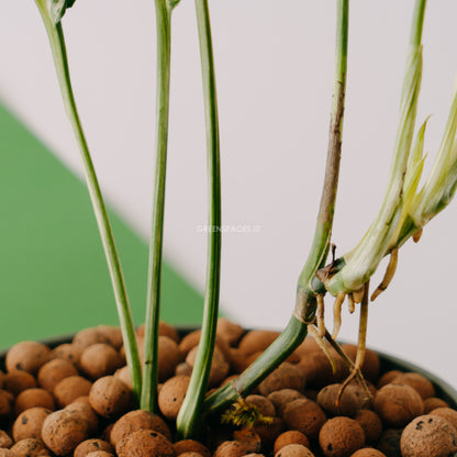 Amydrium Variegated - Greenspaces.id