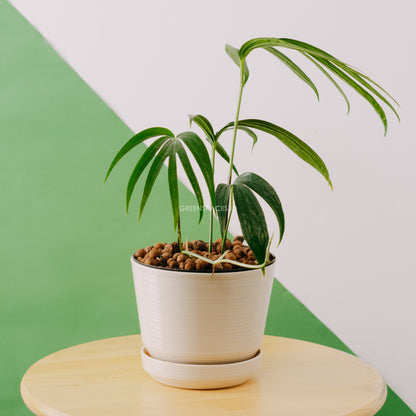 Amydrium Zipellianum - Greenspaces.id