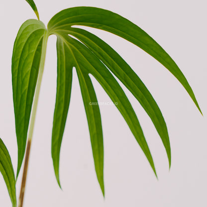 Amydrium Zipellianum - Greenspaces.id