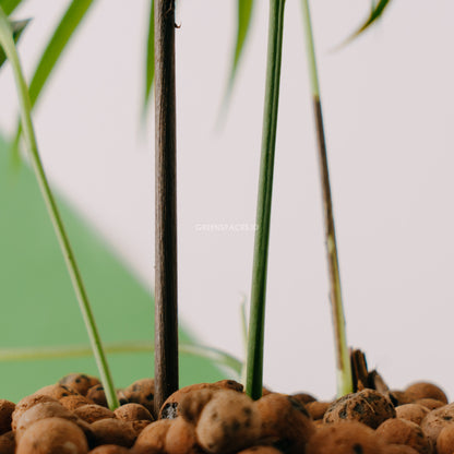 Amydrium Zipellianum - Greenspaces.id