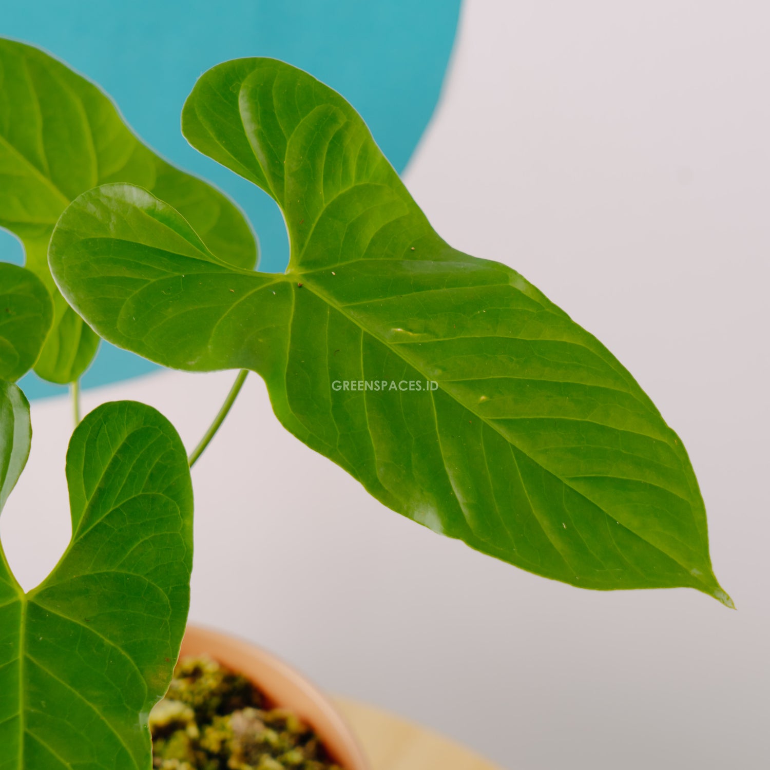 anthurium balaoanum care Anthurium Balaoanum Big size – Greenspaces.id