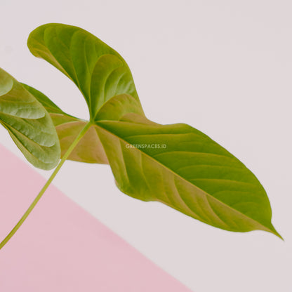 Anthurium Balaoeanum - Greenspaces.id