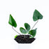 Anthurium Bintang Kejora - Greenspaces.id
