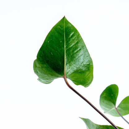 Anthurium Bintang Kejora - Greenspaces.id