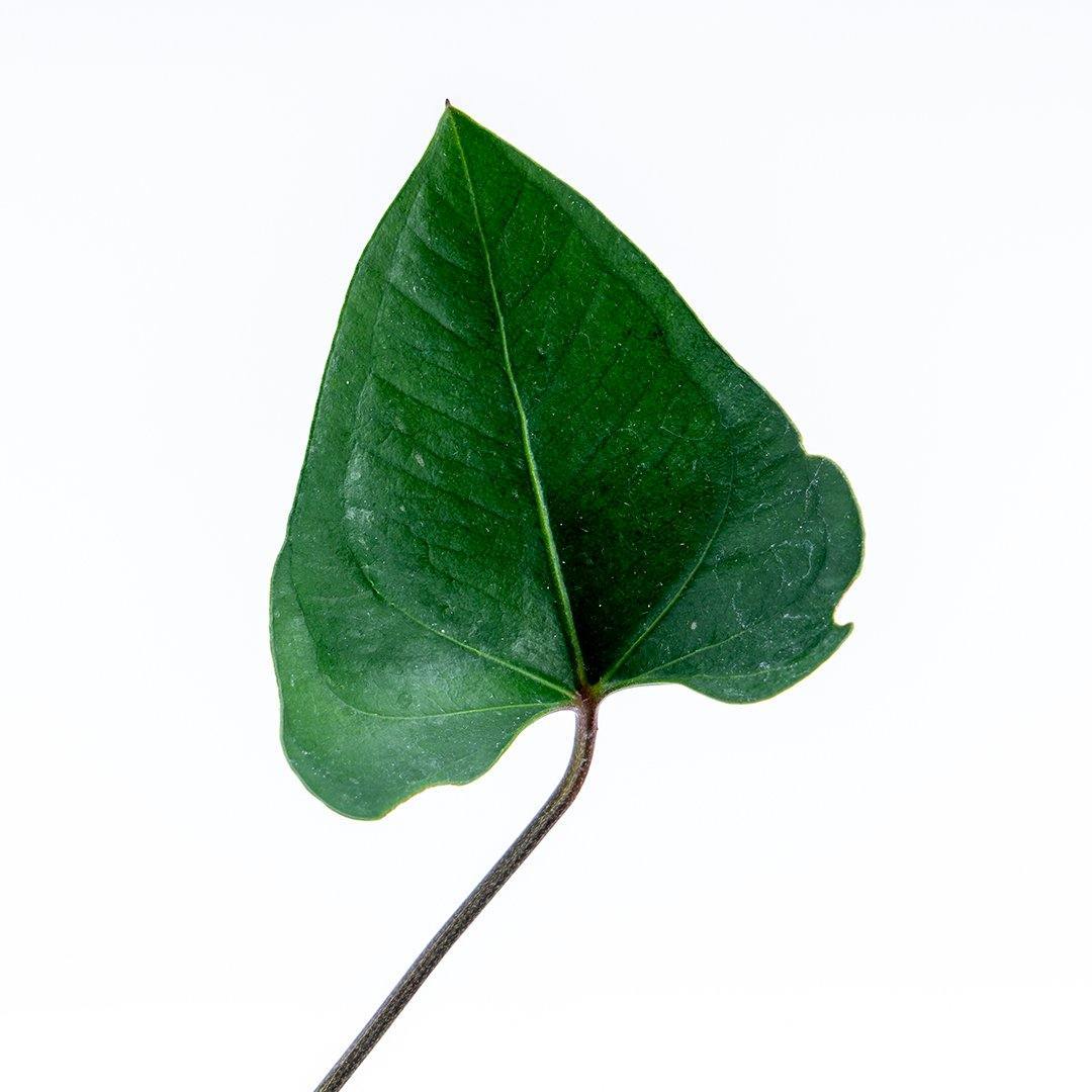 Anthurium Bintang Kejora - Greenspaces.id