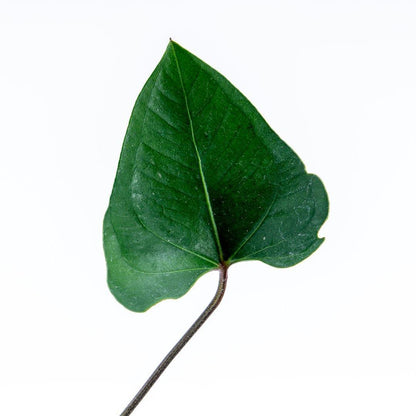 Anthurium Bintang Kejora - Greenspaces.id