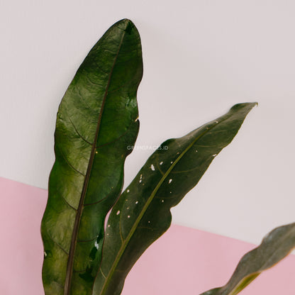 Anthurium Black Marry - Greenspaces.id