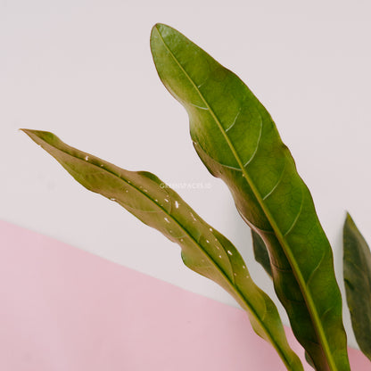 Anthurium Black Marry - Greenspaces.id