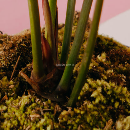 Anthurium Black Marry - Greenspaces.id