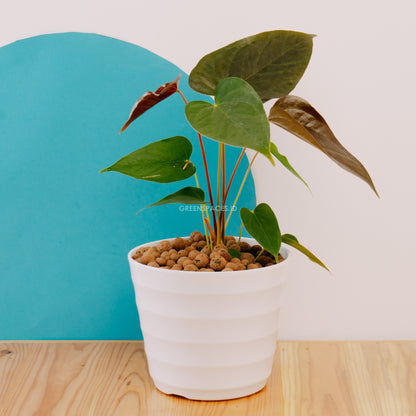 Anthurium Chamberlaini - Greenspaces.id