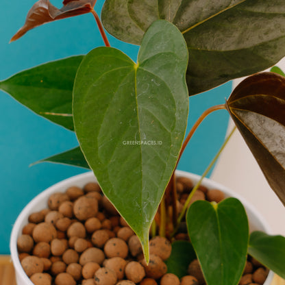 Anthurium Chamberlaini - Greenspaces.id