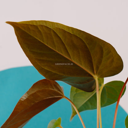 Anthurium Chamberlaini - Greenspaces.idAnthurium Chamberlaini - Greenspaces.id