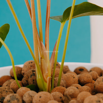Anthurium Chamberlaini - Greenspaces.id