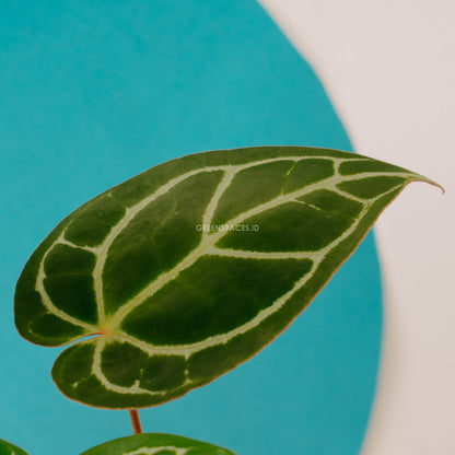 Anthurium Chrystalinum Red Stem - greenspaces.id