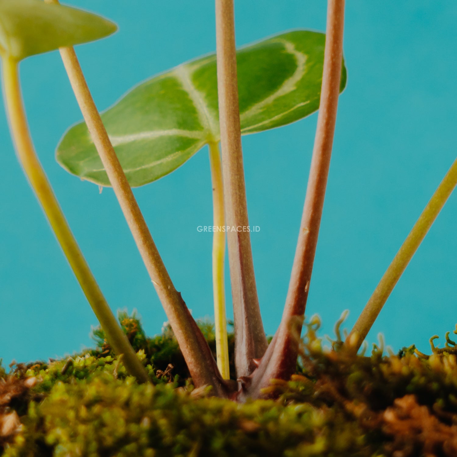 anthurium red stem Anthurium Crystallinum Red Stem – Greenspaces.id