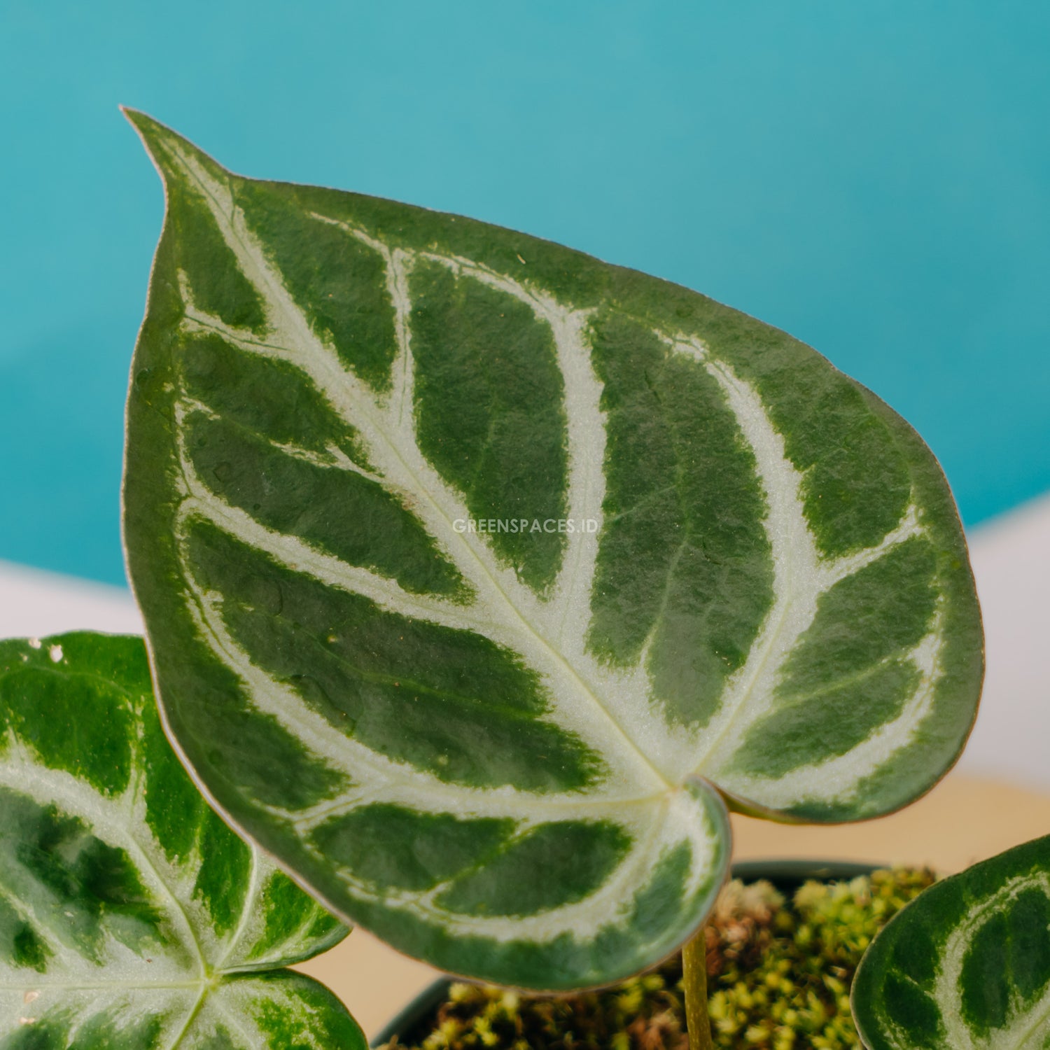 anthurium chrystalinum Anthurium Crystallinum
