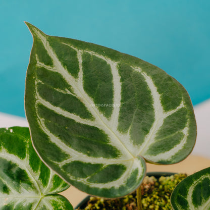 Anthurium Chrystalinum - greenspaces.id