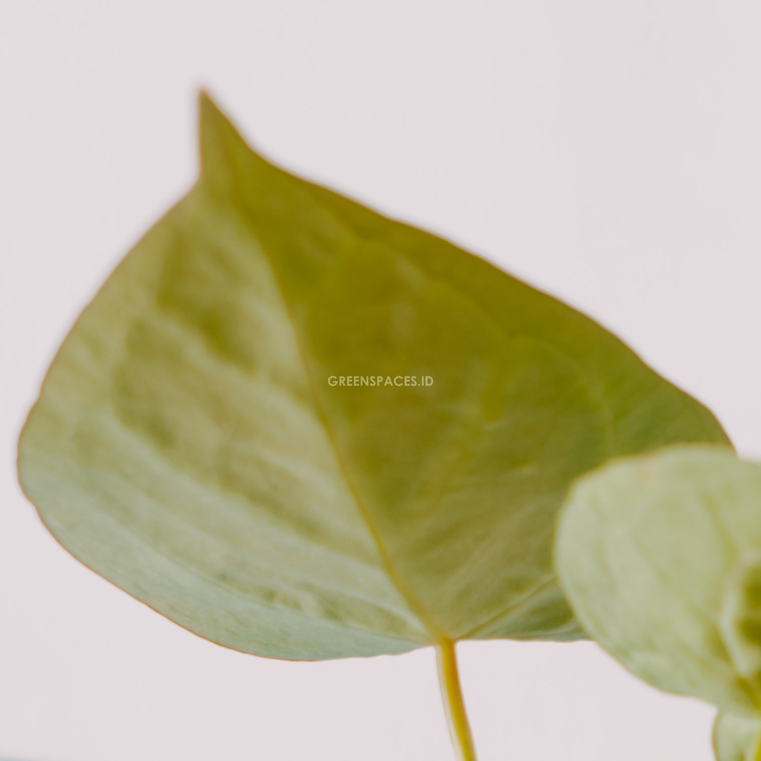 Anthurium Chrystalinum - greenspaces.id