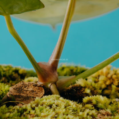 Anthurium Crystallinum