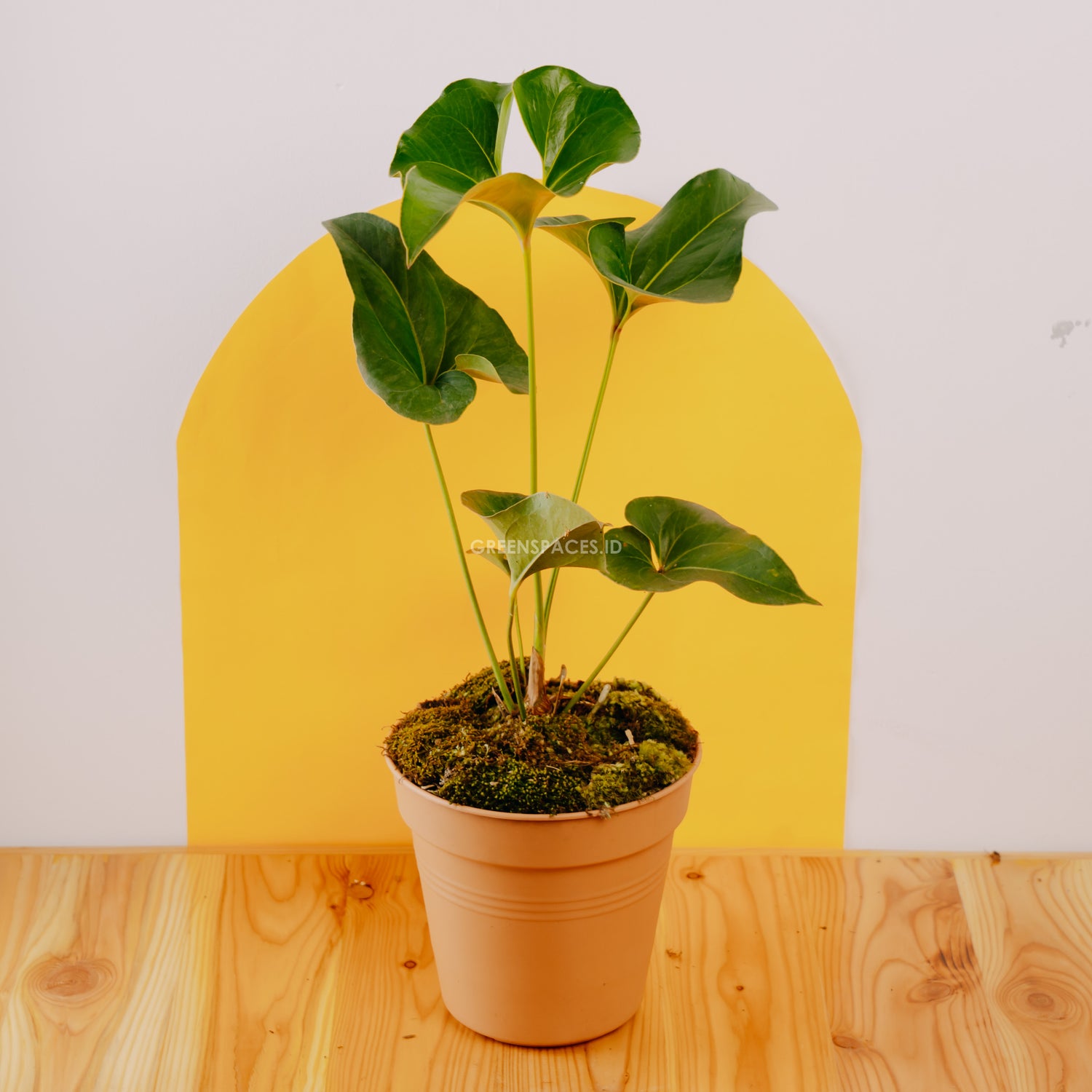 anthurium corms Anthurium Corong – Greenspaces.id