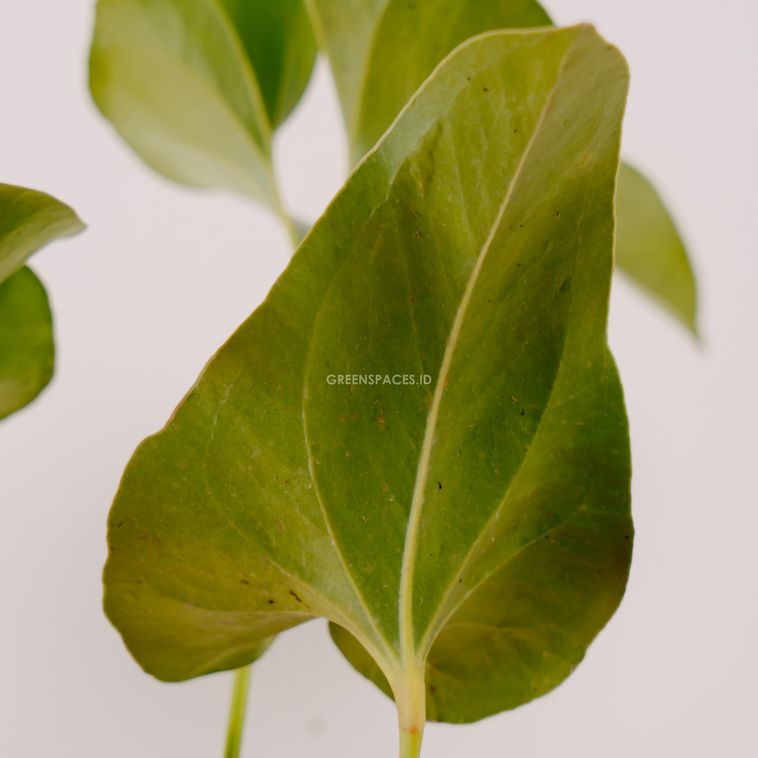anthurium corong Anthurium Corong – Greenspaces.id