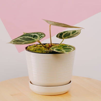 anthurium dorayaki hybrid Anthurium Dorayaki Hybrid – Greenspaces.id
