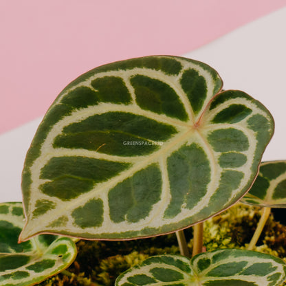 Anthurium Dorayaki Hybrid - greenspaces.id