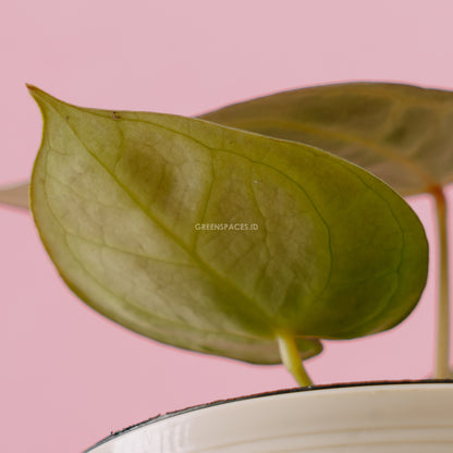 Anthurium Dorayaki Hybrid - greenspaces.id