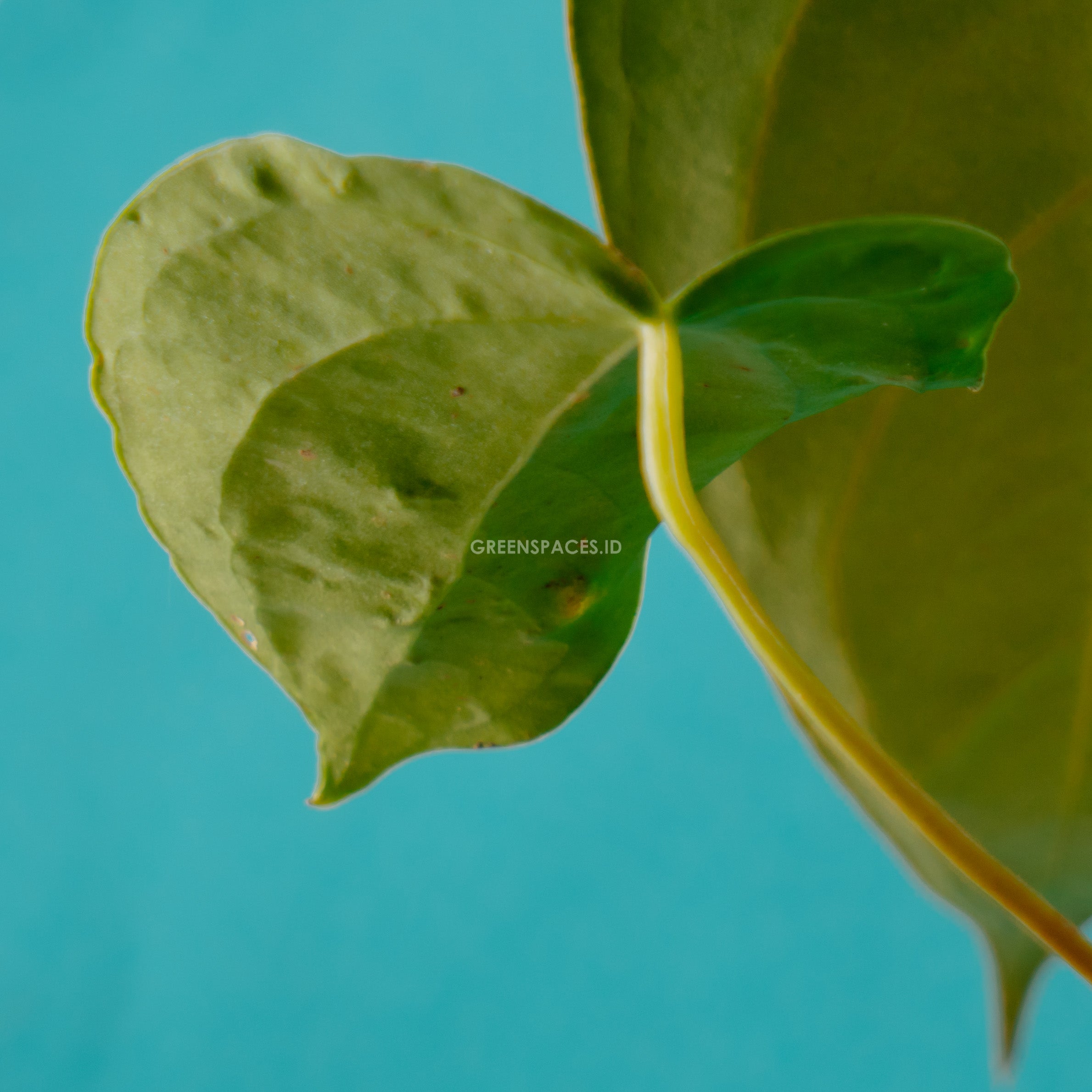 Anthurium Green Mamba - greenpaces.id