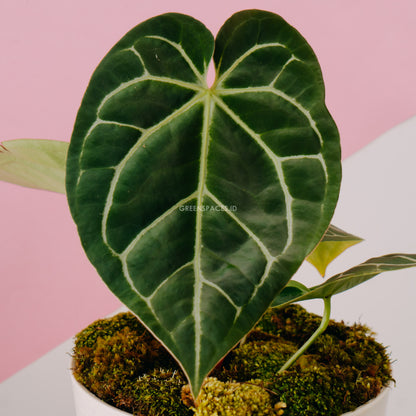 Anthurium Magnificum Big