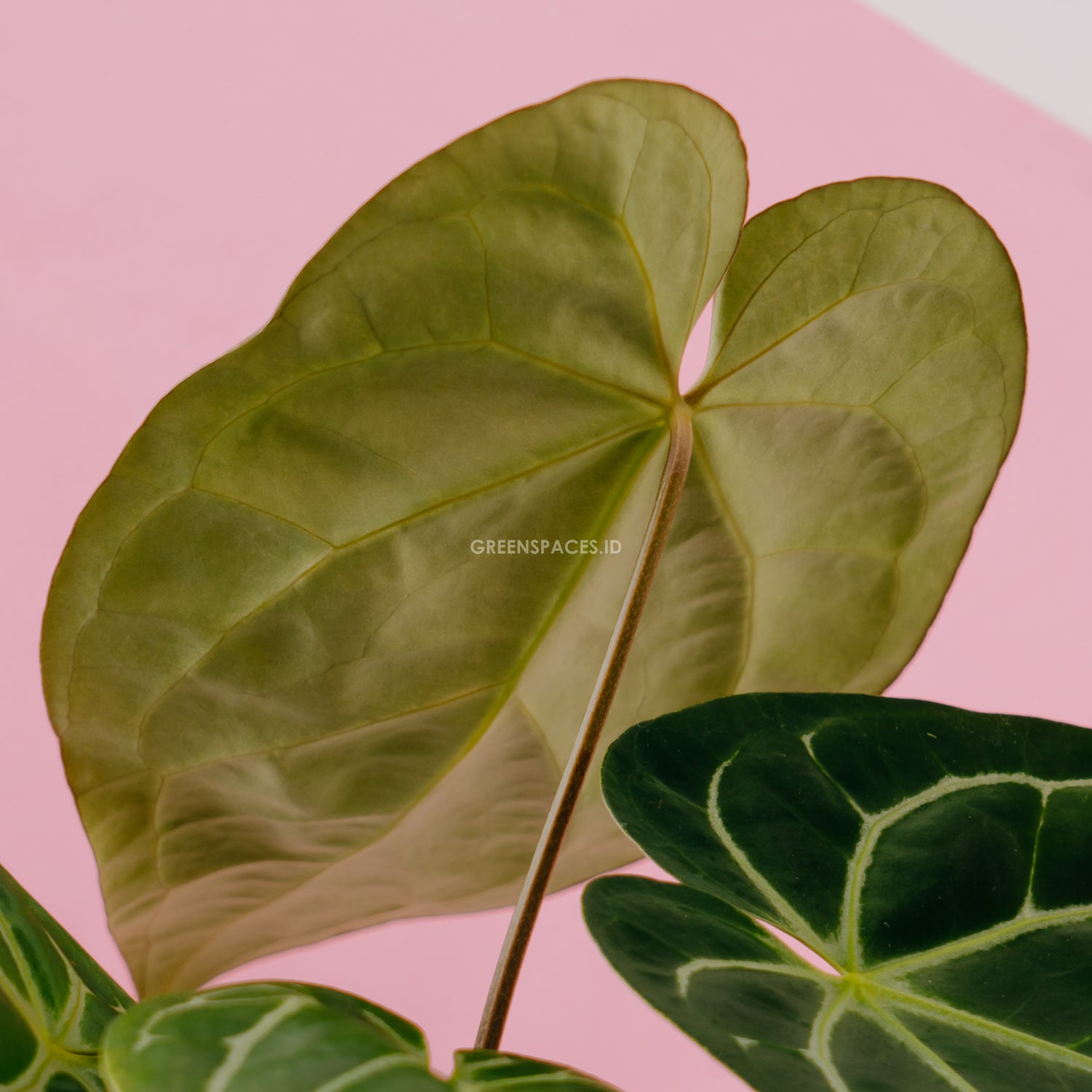 anthurium magnificum new leaf Anthurium Magnificum Big – Greenspaces.id